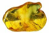 Detailed Fossil Caddisfly (Trichoptera) In Baltic Amber #135057-1